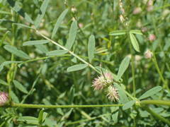 Onobrychis caput-galli