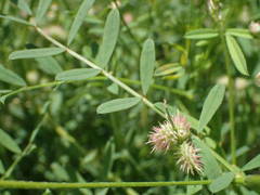 Onobrychis caput-galli