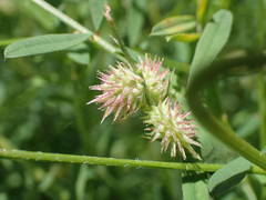 Onobrychis caput-galli