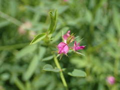 Onobrychis caput-galli