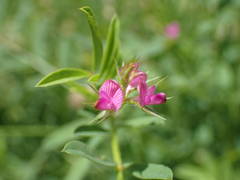 Onobrychis caput-galli