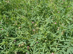 Onobrychis caput-galli