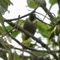 Anabazenops fuscus