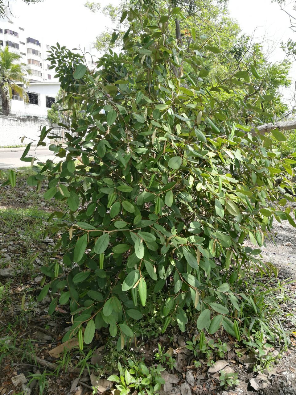 Quadrella odoratissima (Jacq.) Hutch.