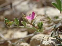 Onobrychis caput-galli
