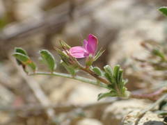 Onobrychis caput-galli