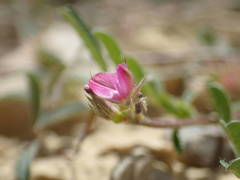 Onobrychis caput-galli