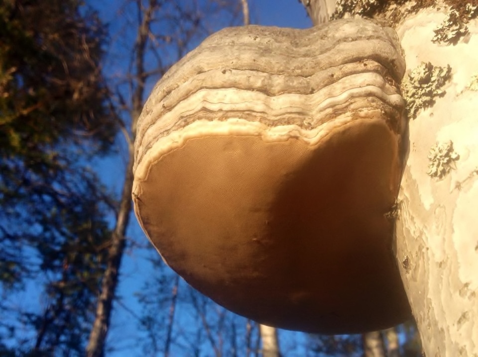 Fomes fomentarius image