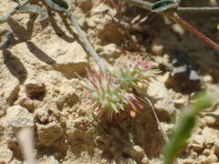 Onobrychis caput-galli