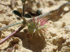 Onobrychis caput-galli