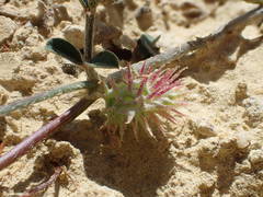 Onobrychis caput-galli