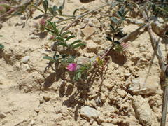 Onobrychis caput-galli