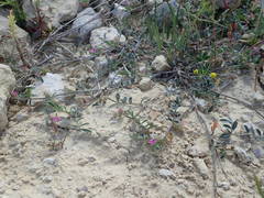 Onobrychis caput-galli