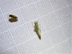 Macrosteles quadrilineatus