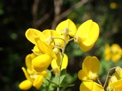 Cytisophyllum sessilifolium