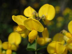 Cytisophyllum sessilifolium
