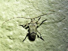 Sternidius mimeticus