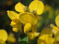 Cytisophyllum sessilifolium