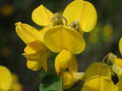 Cytisophyllum sessilifolium