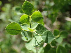 Cytisophyllum sessilifolium