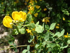 Cytisophyllum sessilifolium