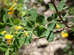 Cytisophyllum sessilifolium