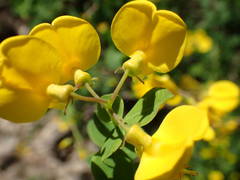 Cytisophyllum sessilifolium