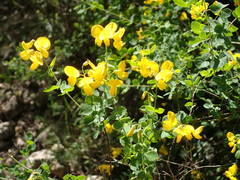 Cytisophyllum sessilifolium