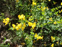 Cytisophyllum sessilifolium