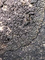 Placynthium stenophyllum