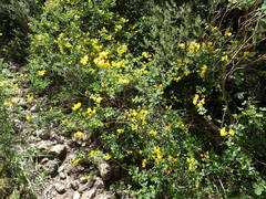 Cytisophyllum sessilifolium