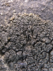 Placynthium stenophyllum