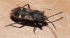 Lanchnophorus singalensis