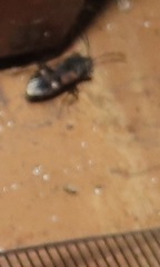 Lanchnophorus singalensis