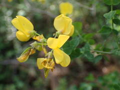 Cytisophyllum sessilifolium