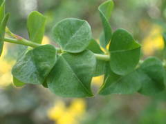 Cytisophyllum sessilifolium
