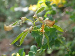 Cytisophyllum sessilifolium