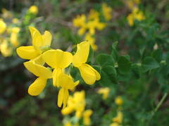 Cytisophyllum sessilifolium
