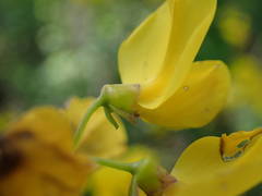 Cytisophyllum sessilifolium