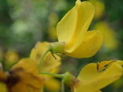 Cytisophyllum sessilifolium