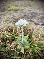 Primula magellanica