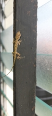 Anolis aeneus