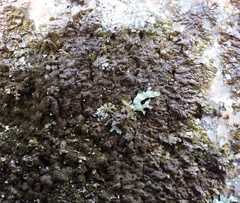 Xanthoparmelia loxodes