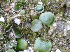 Xanthoparmelia loxodes