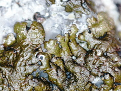 Xanthoparmelia loxodes