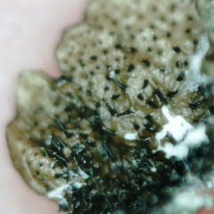 Xanthoparmelia loxodes