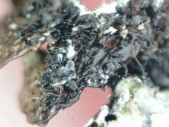 Xanthoparmelia loxodes