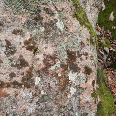 Xanthoparmelia loxodes