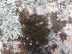 Xanthoparmelia loxodes