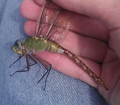 Anax longipes
